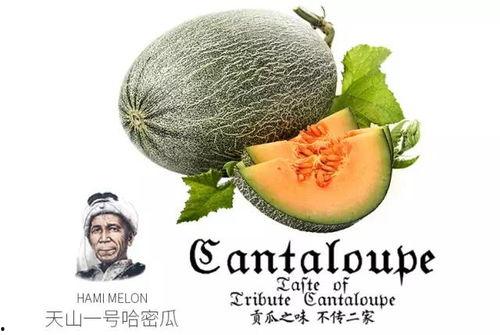 娱乐吃瓜项目推荐  第2张